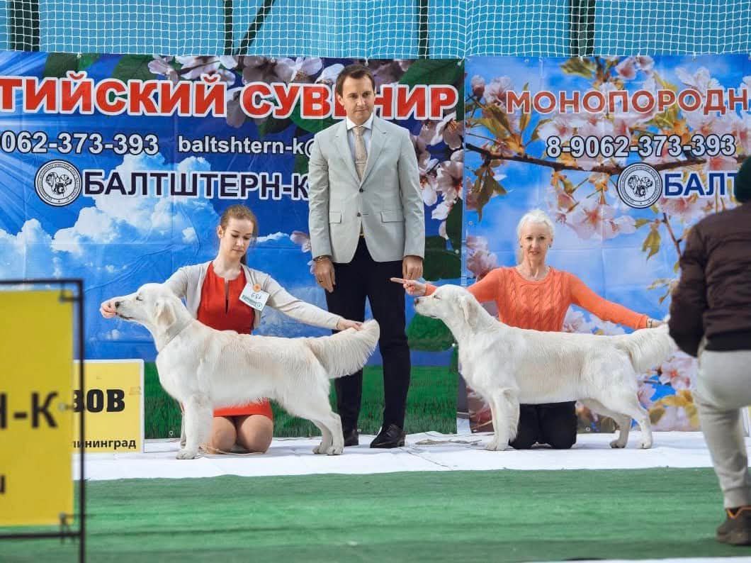 Национальная выставка собак всех пород 