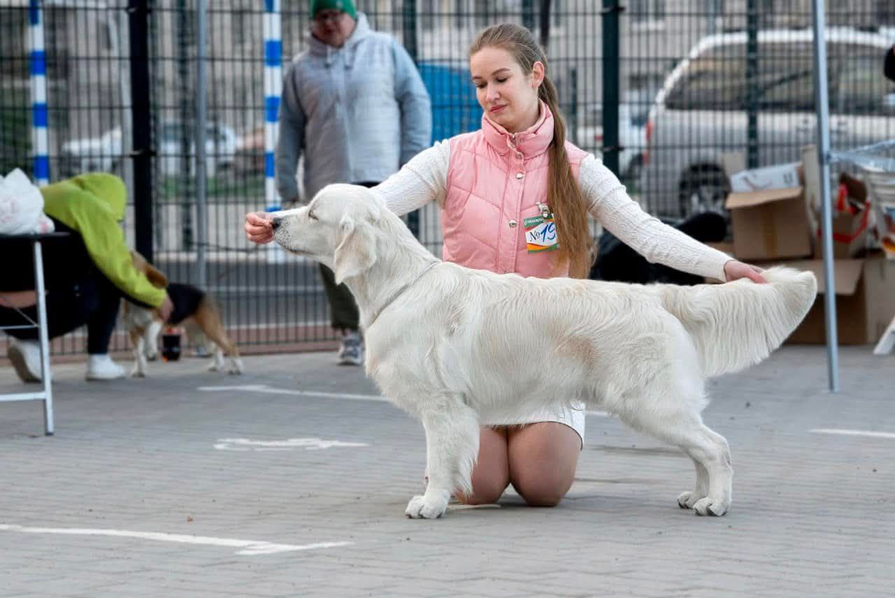 Национальная выставка собак всех пород 