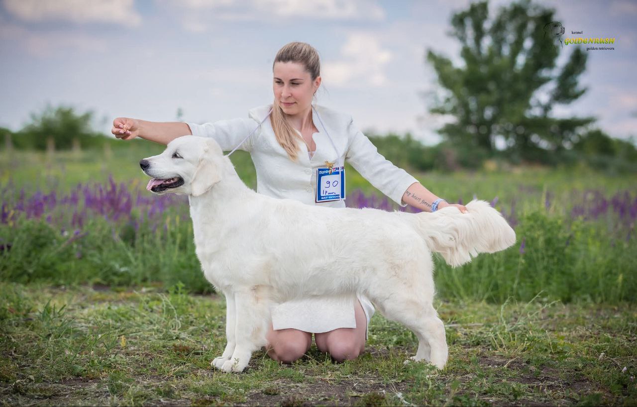 Национальная выставка собак всех пород 