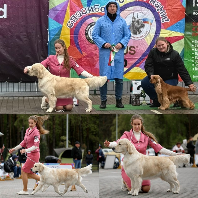 Национальная выставка собак всех пород