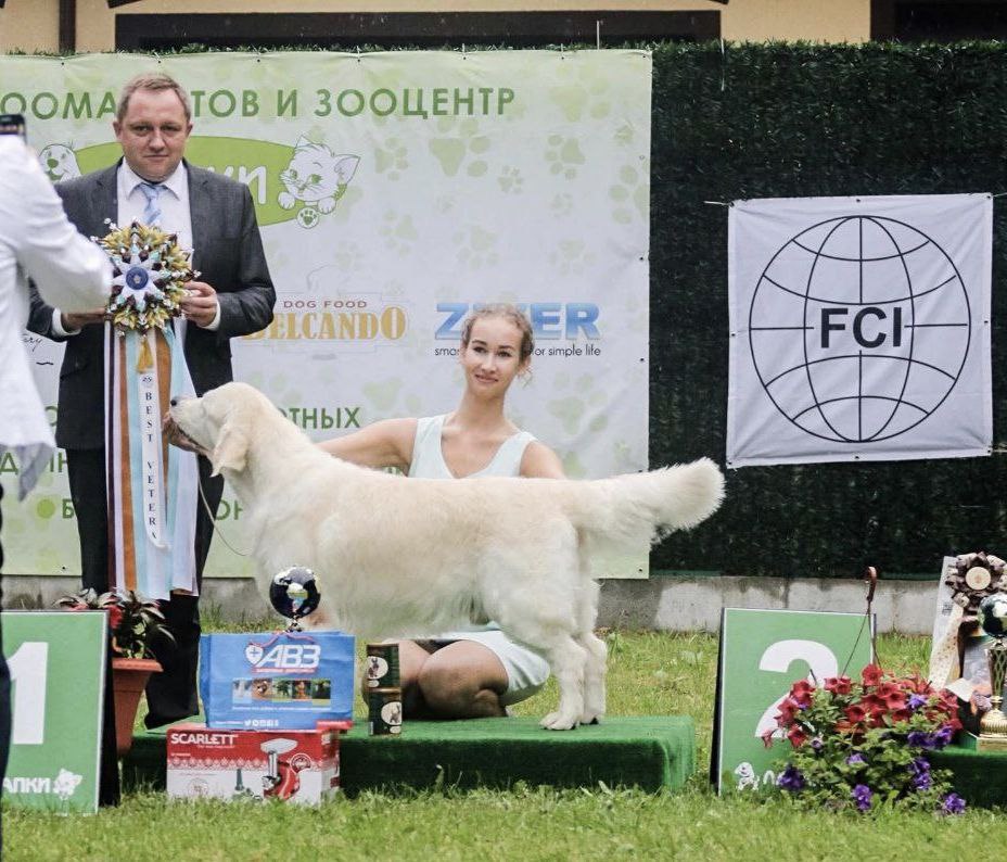 Национальная выставка собак всех пород 