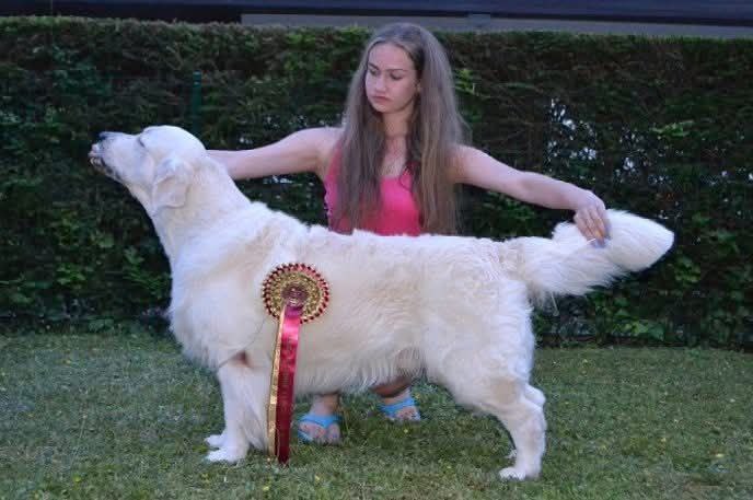 Международная выставка собак всех пород  BLED (Slovenia)