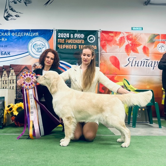 Национальная выставка собак всех пород