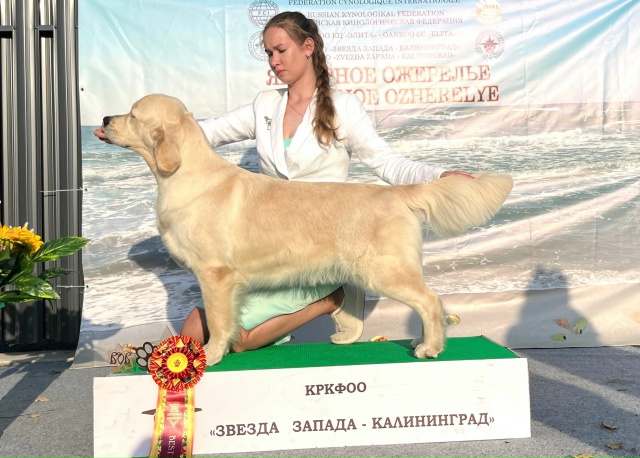 Национальная выставка собак всех пород