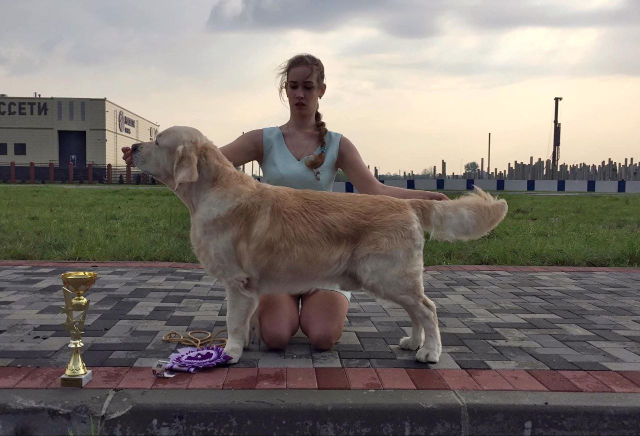 Национальная выставка собак всех пород 
