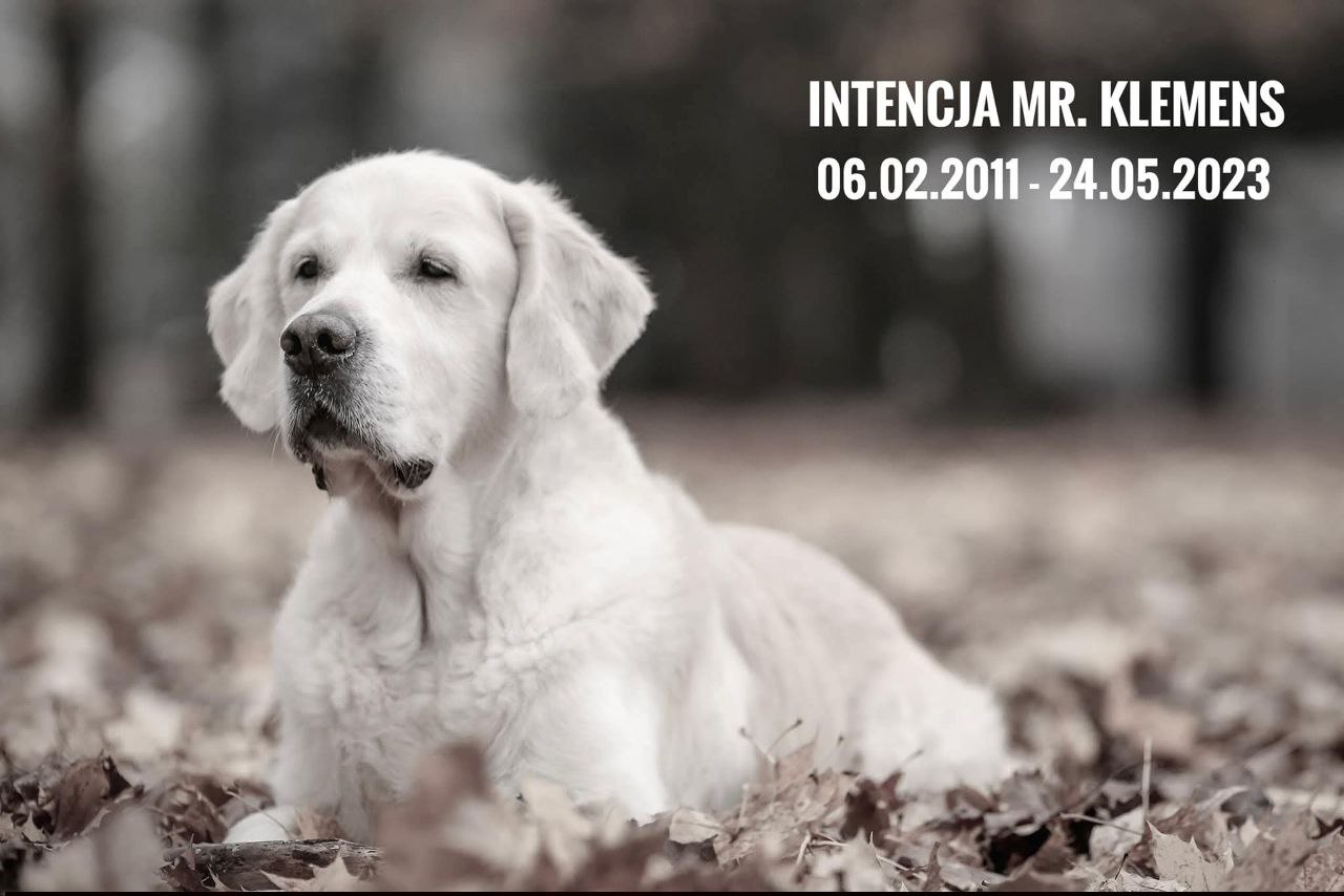 Кевин 06.02.2011 - 24.05.2023