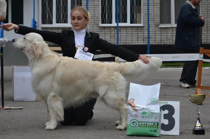 Национальная выставка собак всех пород 