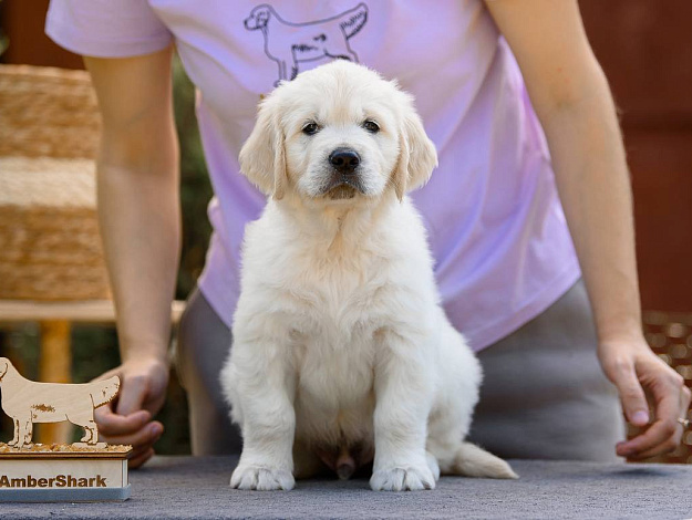 Фото Ambershark Everybody Likes Me морда