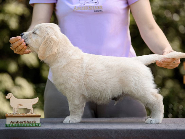 Фото Ambershark Eyes On Me стойка