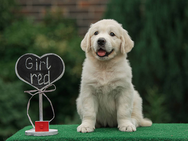 Фото AmberShark Anabelle to Saules Rojus морда