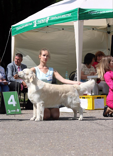 Национальная выставка собак всех пород 