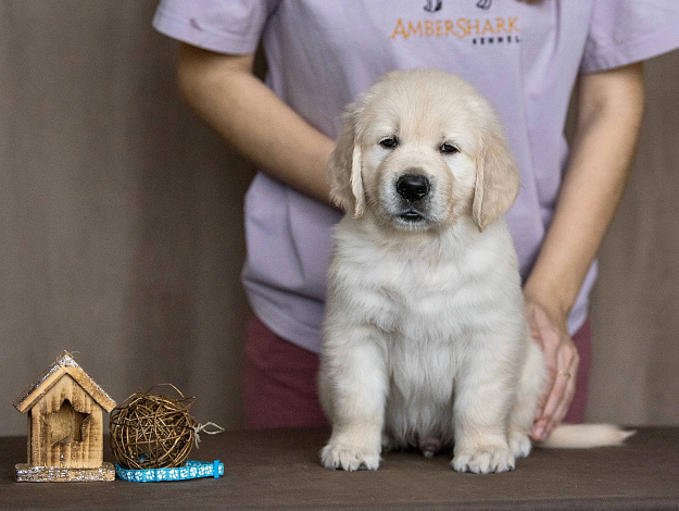 Фото AmberShark Don’t Forget Me морда