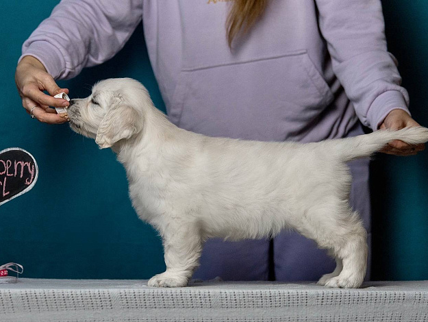 Фото AmberShark Crispy Cookie стойка