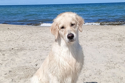 Море и голдены_8