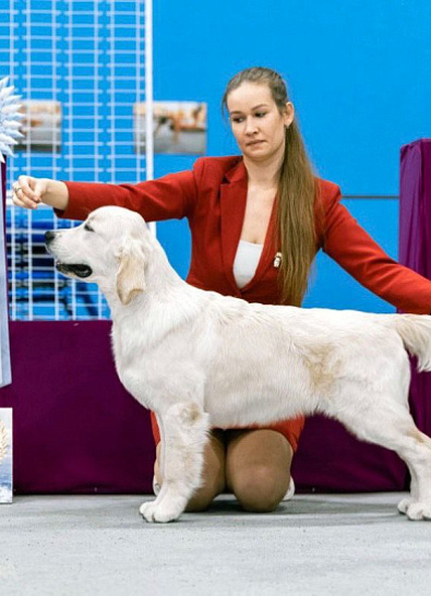 Национальная выставка собак всех пород 