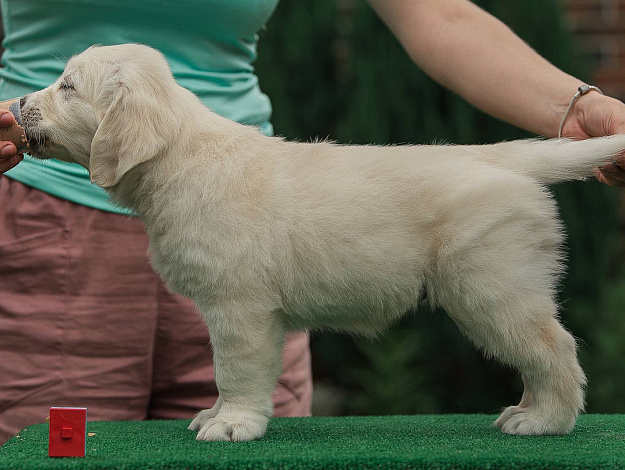 Фото AmberShark Anabelle to Saules Rojus стойка