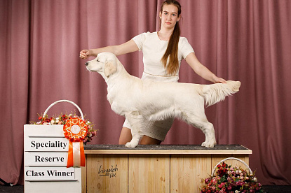 Российский ретривер клуб "Ретривер - 2023" Москва_1