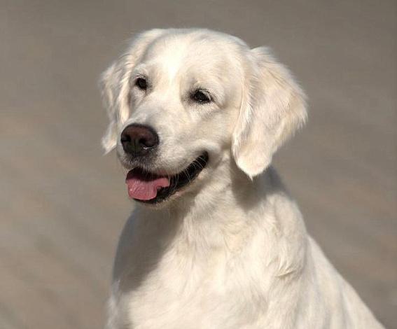 Фото Дейзи морда