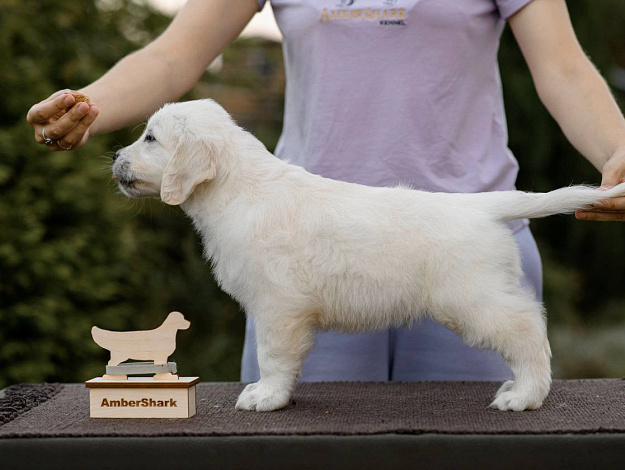 Фото AmberShark Focus On Me стойка