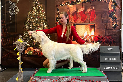 Национальная выставка собак всех пород _2