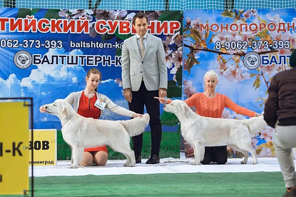 Национальная выставка собак всех пород _4