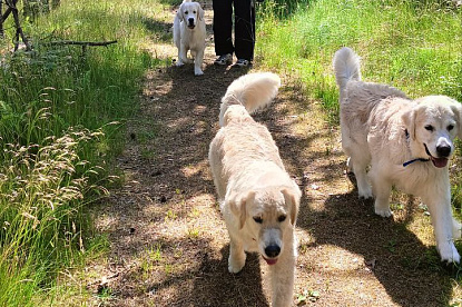 Море и голдены_17