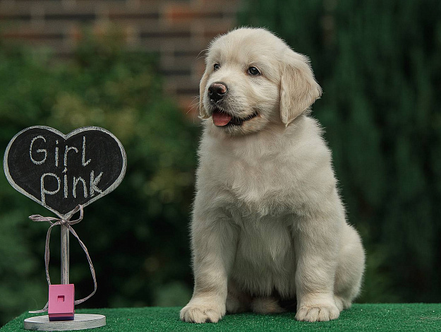 Фото Ambershark All Eyes On Me морда