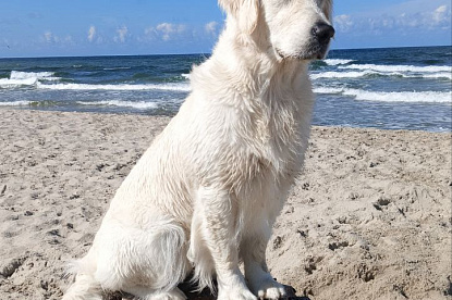 Море и голдены_6