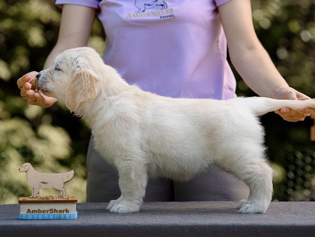 Фото Ambershark Eternal Happiness стойка