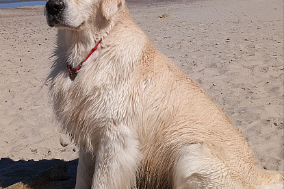 Море и голдены_14