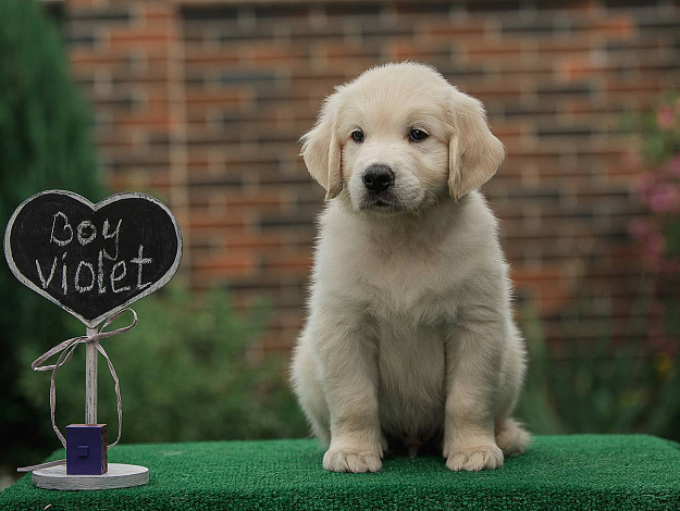 Фото AmberShark Admired Angel морда