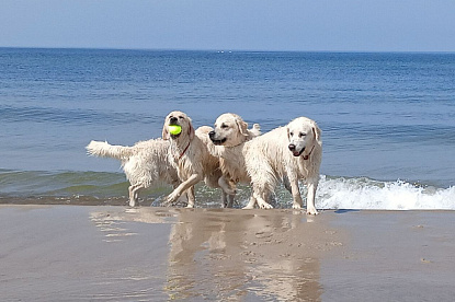 Море и голдены_16