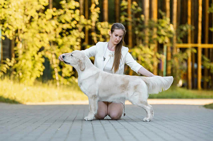 Национальная выставка собак всех пород _1