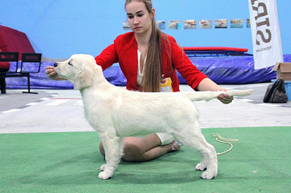 Национальная выставка собак всех пород _0