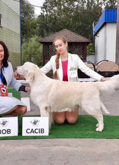 Международная выставка собак всех пород 