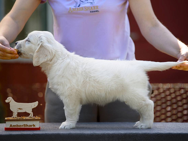 Фото Ambershark Everlasing Love стойка