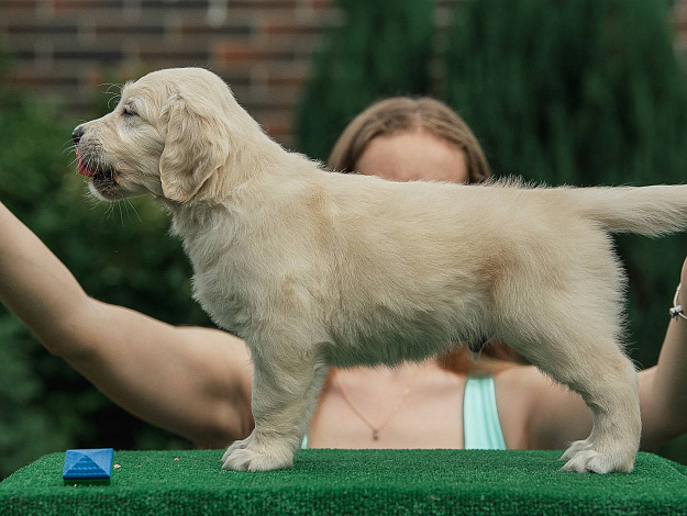 Фото AmberShark Admiral Maximus Sunny Heaven стойка