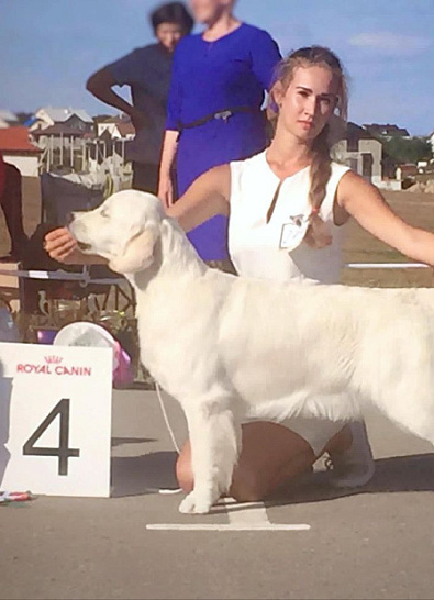 Республиканская выставка собак Гродно (Беларусь)