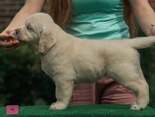 Фото Ambershark All Eyes On Me стойка