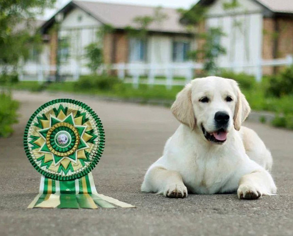 Фото Рокси морда