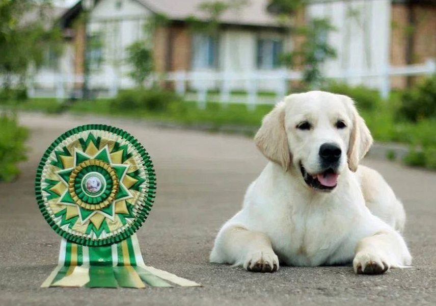 Фото Рокси морда