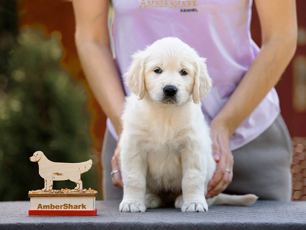Фото Ambershark Everlasing Love морда