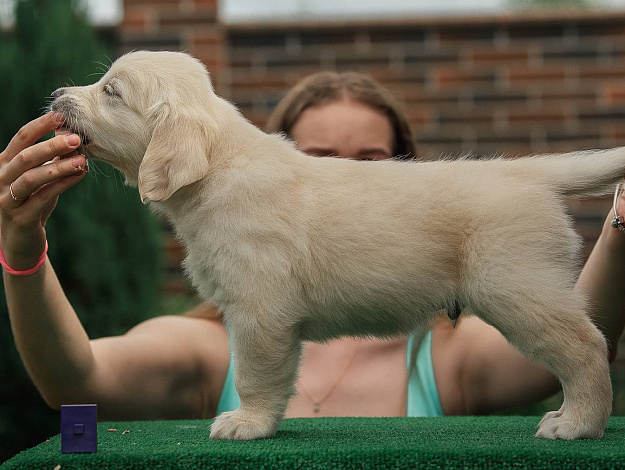 Фото AmberShark Admired Angel стойка