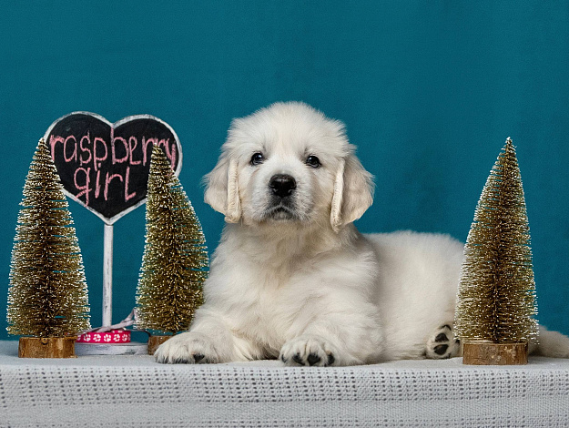 Фото AmberShark Crispy Cookie морда