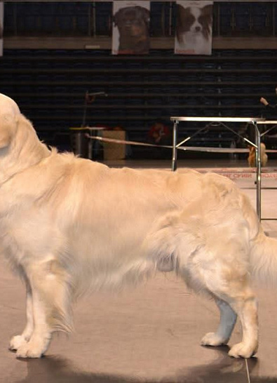 Международная выставка собак всех пород Tallinn (EST)