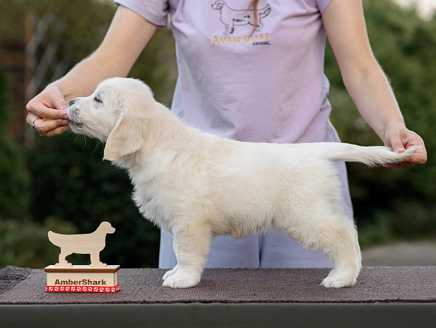 Фото AmberShark Fabulous Girl стойка