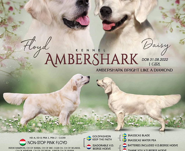 Фото Помет "B" морда