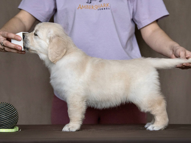 Фото AmberShark Dancing Queen стойка