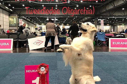Чемпионат Мира 2017 Лейпциг Германия WORLD DOG SHOW 2017 Leipzig_3