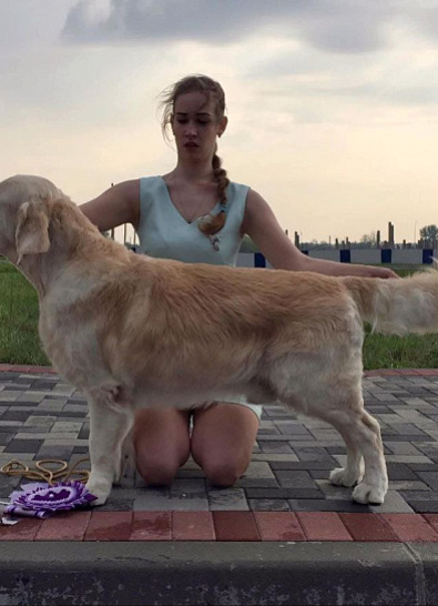 Национальная выставка собак всех пород 